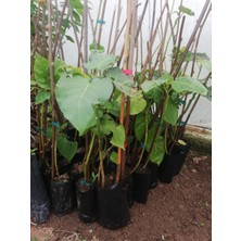 Ozozturk Tamarillo (Domates AĞACI)70-100 cm Tüplüdür