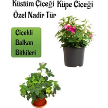 Serada Decor Plant Nadir Tür Küstüm Çiçeği (3 Kök) 1 Adet +1 Adet Küpe Çiçeği Saksılı Balkon Çiçeği 10-15 cm