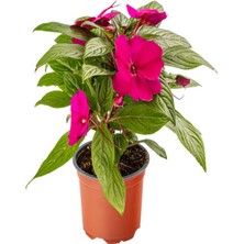 Serada Decor Plant Fuşya + Pembe+Ebruli Yeni Gine Cam Güzeli Çiçeği 3 Adet Balkon Bitkisi (10-15 cm)