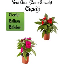 Serada Decor Plant Kırmızı +Fuşya Yeni Gine Cam Güzeli Çiçeği 2 Adet Balkon Bitkisi (10-15CM)