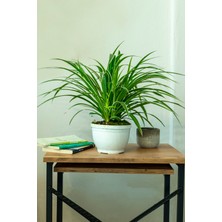 AGAPI Askılı Kurdele Çiçeği (Spider Plant - Chlorophytum)