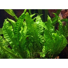 Özden Aquatics 1 Saksı Microsorum Pteropus Canlı Akvaryum Bitkisi