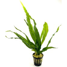 Özden Aquatics 1 Saksı Microsorum Pteropus (Dev Java Fern) Canlı Akvaryum Bitkisi