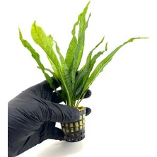 Özden Aquatics 1 Saksı Microsorum Pteropus (Dev Java Fern) Canlı Akvaryum Bitkisi