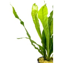 Özden Aquatics 1 Saksı Microsorum Pteropus (Dev Java Fern) Canlı Akvaryum Bitkisi