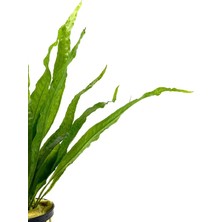 Özden Aquatics 1 Saksı Microsorum Pteropus (Dev Java Fern) Canlı Akvaryum Bitkisi