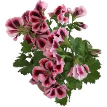 Armenbotanik Saksıda Ceylangözü Çiçeği (Pembe Renk)