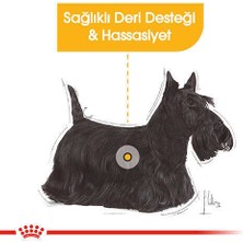 Royal Canin Mini Dermacomfort Yetişkin Köpek Maması 3 kg