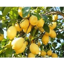 Doğan Fidancılık Tüplü Aşılı Enterdonato (Interdonat) Limon Fidanı