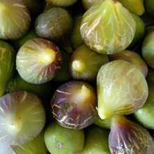 Nutyen 3 Yaş Tüplü Yöresel Jumbo Meyveli Karadeniz Patlıcan Inciri Fidanı