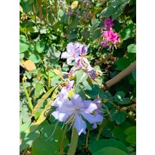 Aydoğdu Tüplü Yalancı Orkide Fidanı