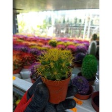 Bi Kaktüs Dünyası Echinopsis Kaktüs Sarı Renkli Kaktüs