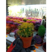 Bi Kaktüs Dünyası Echinopsis Kaktüs Sarı Renkli Kaktüs