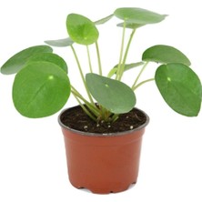 Bi Kaktüs Dünyası Pilea Peperomioides - Çin Para Ağacı - Ev Ofis Salon Iç Mekan Bitkisi - Saksı Çapı 6 cm