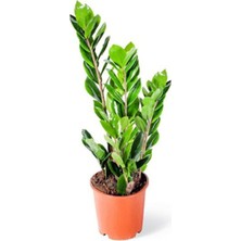Bi Kaktüs Dünyası Zamia Zamioculcas Zamiifolia - Zeze Çiçeği - Ev Ofis Salon Bitkisi