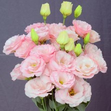 e-fidancim Katmerli Sugar Pink Lisianthus Çiçeği Fidesi (10 Adet)