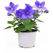 Serada Decor Plant Mor Renk Balon Çiçeği 1 Adet Saksılı Bahçe Teras Bitkisi 10-20CM (Platycodon)