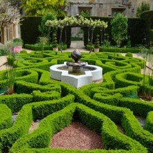 TNC Garden Groups Şimşir Çit Bitkisi Buxus Sempervirens Rotundifolia 3 Adet