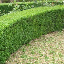 TNC Garden Groups Şimşir Çit Bitkisi Buxus Sempervirens Rotundifolia 3 Adet