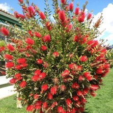 TNC Garden Groups Fırça Çalısı (Callistemon Laevis)