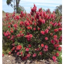 TNC Garden Groups Fırça Çalısı (Callistemon Laevis)