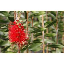 TNC Garden Groups Fırça Çalısı (Callistemon Laevis)