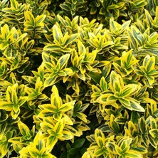 TNC Garden Groups Altuni Çıtır Taflan - Euonymus Microphyllus Pulchellus Aureus (Ce