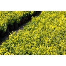 TNC Garden Groups Altuni Çıtır Taflan - Euonymus Microphyllus Pulchellus Aureus (Ce