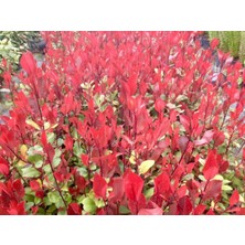 TNC Garden Groups Bodur Alev Çalısı Photinia Red Nana 50 Adet