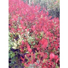 TNC Garden Groups Bodur Alev Çalısı Photinia Red Nana 50 Adet