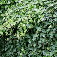 TNC Garden Groups Hedera Helix – Orman Sarmaşığı 100-150 cm