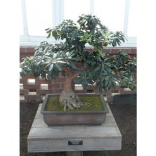 TNC Garden Groups Bonsai Yıldız Çalısı Pitosporum