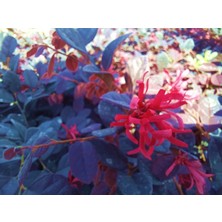 TNC Garden Groups Loropetalum 5 Adet