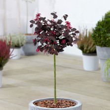 TNC Garden Groups Loropetalum 5 Adet