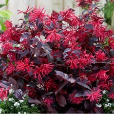 TNC Garden Groups Loropetalum 10 Adet