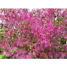 TNC Garden Groups Loropetalum 10 Adet