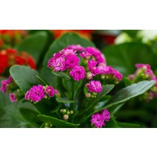 TNC Garden Groups Kalanşo Çiçeği – Kalanchoe 3 Adet Peme