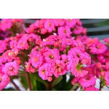 TNC Garden Groups Kalanşo Çiçeği – Kalanchoe 3 Adet Peme
