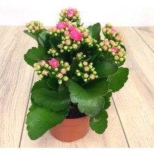 TNC Garden Groups Kalanşo Çiçeği – Kalanchoe 3 Adet Peme