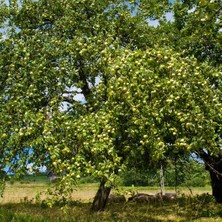 TNC Garden Groups Granny Smith Elma Fidanı