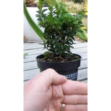 TNC Garden Groups Bonsai Şimşir Fidanı Buxus Sempervirens Rotundifolia