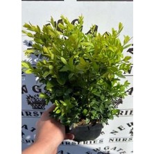 TNC Garden Groups Bonsai Şimşir Fidanı Buxus Sempervirens Rotundifolia