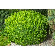 TNC Garden Groups Şimşir Fidanı Buxus Sempervirens Rotundifolia 20 Adet