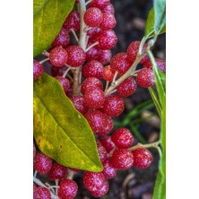 TNC Garden Groups Japon Iğdesi, Güz Zeytini Veya Güz Yemişi (Elaeagnus Umbellata) 5