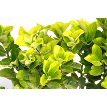 TNC Garden Groups Gold Taflan (Euonymus Japonica Aurea) – Sarı Çit Bitkisi 6’li Dik