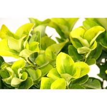 TNC Garden Groups Gold Taflan (Euonymus Japonica Aurea) – Sarı Çit Bitkisi 6’li Dik