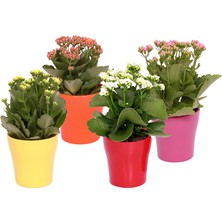 TNC Garden Groups Kalanşo Çiçeği – Kalanchoe 4 Adet