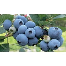 TNC Garden Groups Yaban Mersini ( Blue Berry ) Fidanı 2 Adet