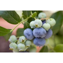 TNC Garden Groups Yaban Mersini ( Blue Berry ) Fidanı 2 Adet