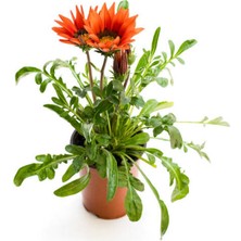 Bitkim Sende Kırmızı Renk Gazanya Çiçeği 1 Adet SAKSILI/TÜPLÜ(15-25CM) Çiçekli Balon Bitkisi